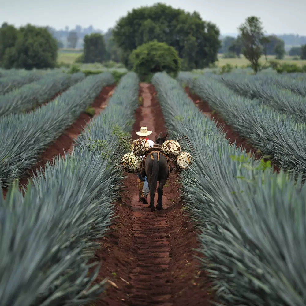 Asal-Usul dan Ciri Khas Tequila Premium